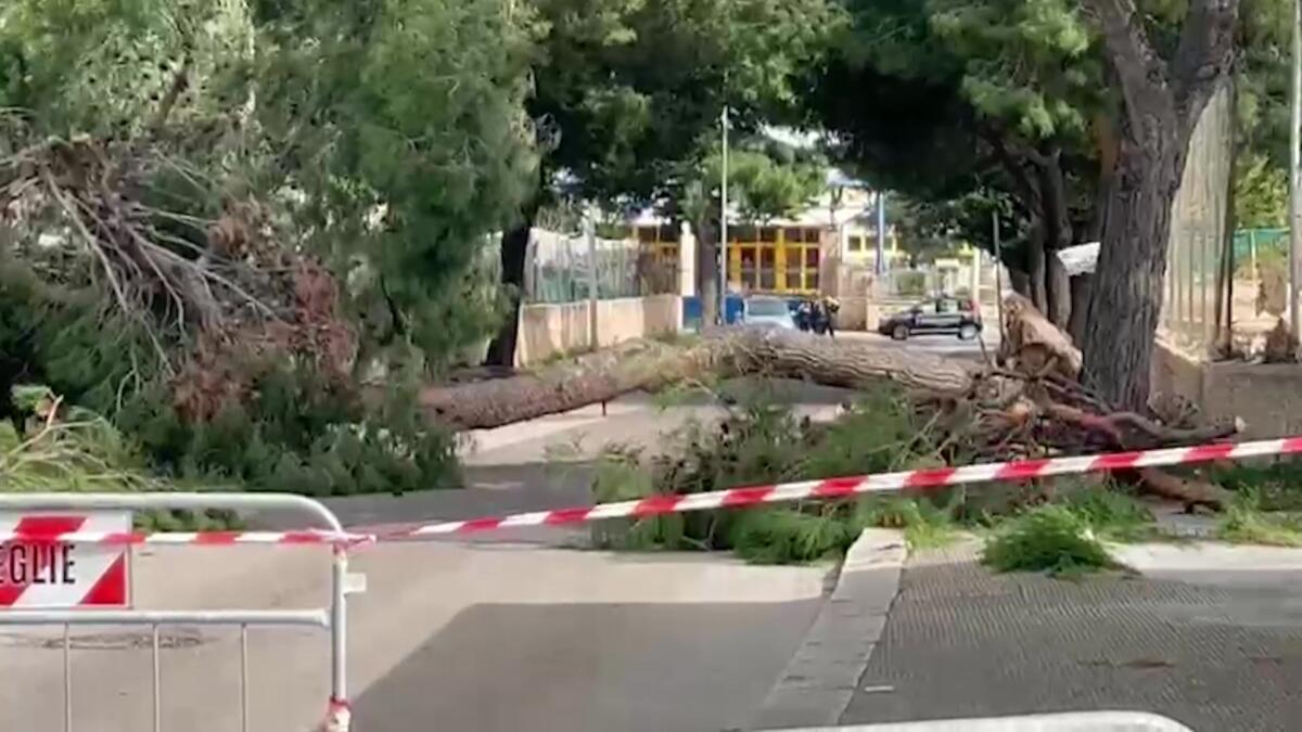 Bisceglie, 12enne travolta e uccisa da un albero: perquisizioni nella ditta di manutenzione del verde Bisceglie, 12enne travolta e uccisa da un albero: perquisizioni nella ditta di manutenzione del verde