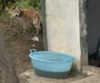 Noicattaro, senza cibo e acqua in un recinto in campagna: il cane Max salvato dai volontari – VIDEO