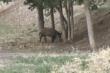 Santeramo in Colle, l’invasione di cinghiali sulla SP52: mandria attraversa la strada tra le auto