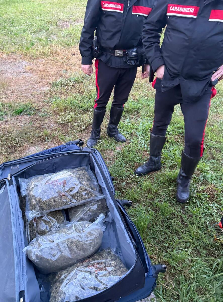Stalla trasformata in deposito di droga: sequestrati 11,5 kg di marijuana, arrestato 23enne salentino – FOTO