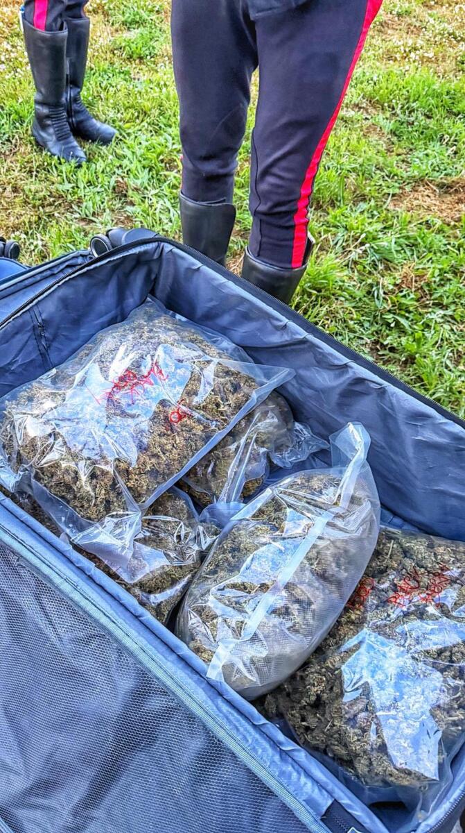 Stalla trasformata in deposito di droga: sequestrati 11,5 kg di marijuana, arrestato 23enne salentino – FOTO