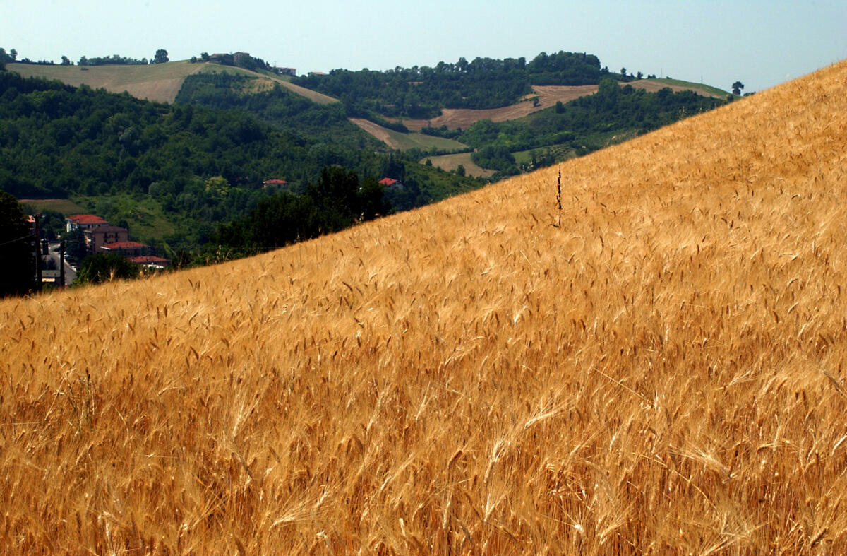 A rischio l’oro giallo di Capitanata, agricoltori delusi per la perdita della Commissione sul grano A rischio l’oro giallo di Capitanata, agricoltori delusi per la perdita della Commissione sul grano