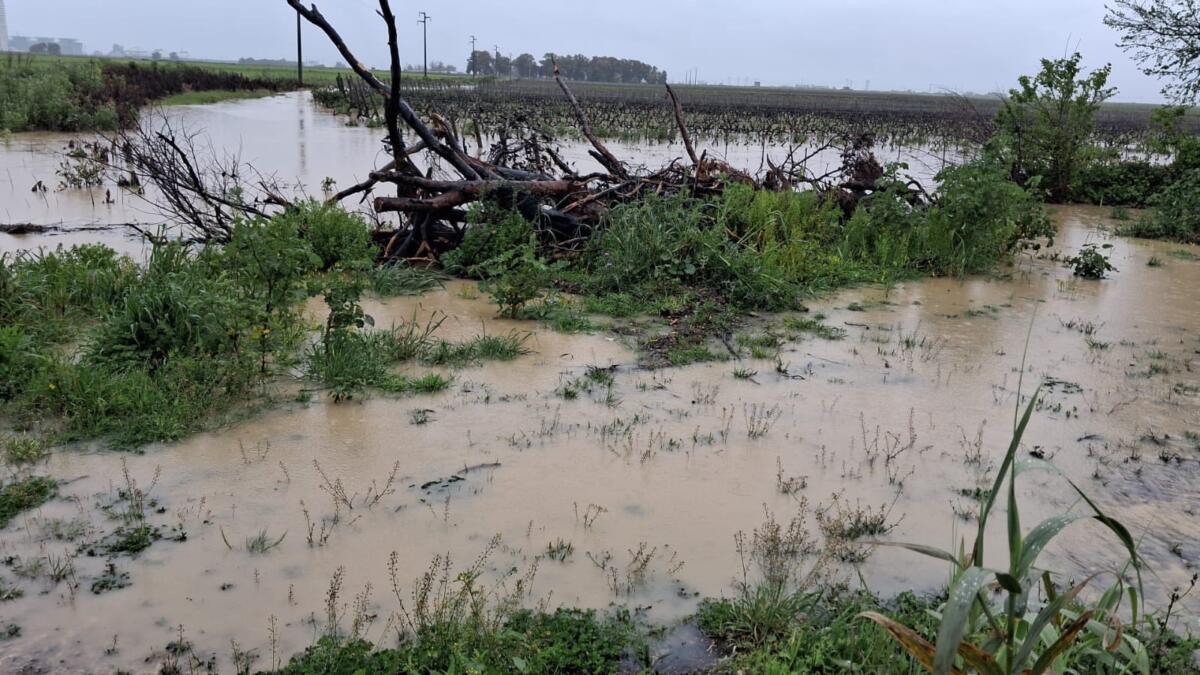 Maltempo, agricoltura piegata sotto 15 centimetri di pioggia Maltempo, agricoltura piegata sotto 15 centimetri di pioggia