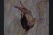 Scoperto in Salento il primo pipistrello albino d’Italia: «È una madre e allatta il suo cucciolo» – VIDEO