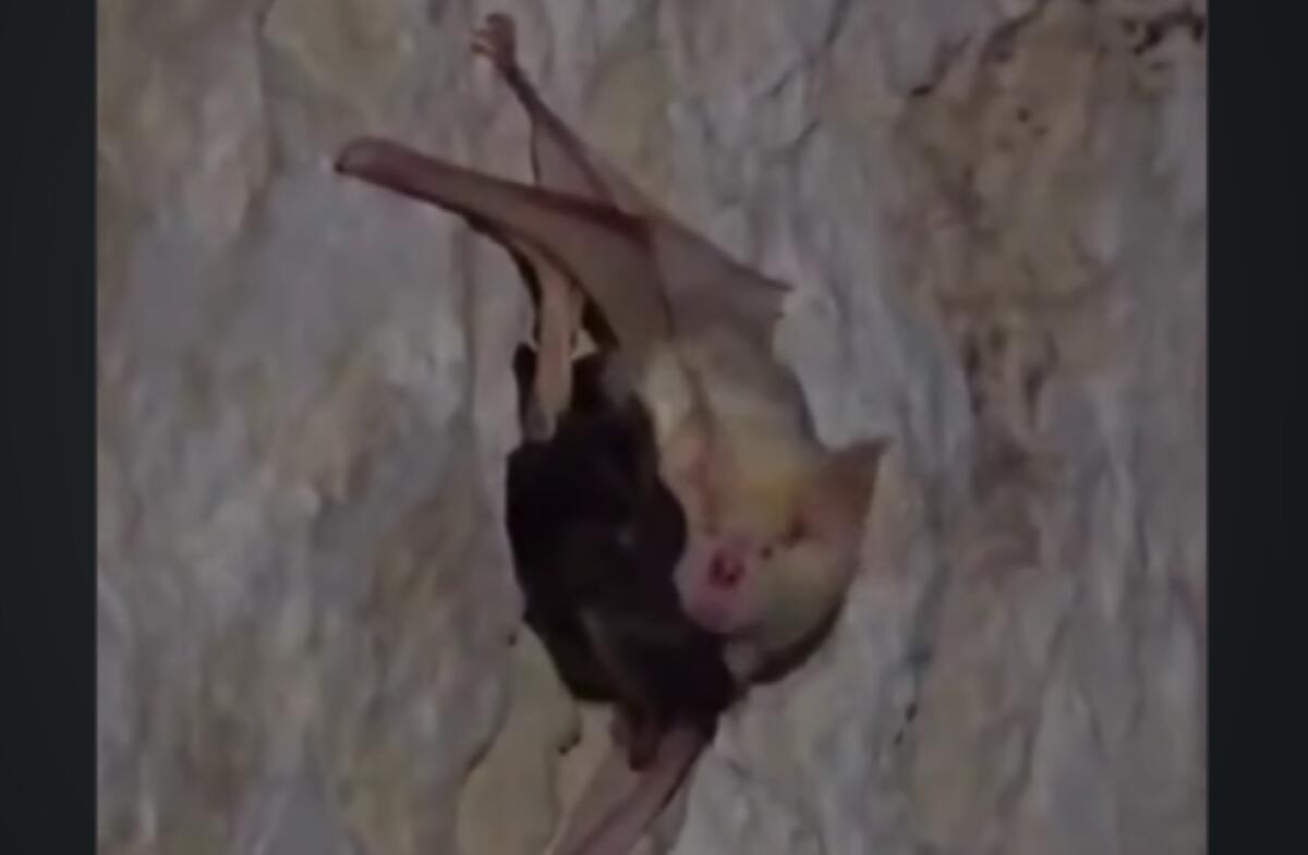 Scoperto in Salento il primo pipistrello albino d’Italia: «È una madre e allatta il suo cucciolo» – VIDEO Scoperto in Salento il primo pipistrello albino d’Italia: «È una madre e allatta il suo cucciolo» – VIDEO