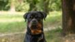 Porto Cesareo, rottweiler azzanna una 13enne: presentate due denunce. Il legale: «È stato aizzato, usato come un’arma»
