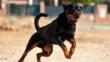Porto Cesareo, 12enne aggredita da un rottweiler dopo una lite con la proprietaria: la ragazzina è in ospedale