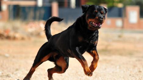rottweiler
