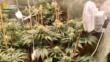 Brindisi, realizza due serre di marijuana in un appartamento del centro: denunciato un giovane – VIDEO