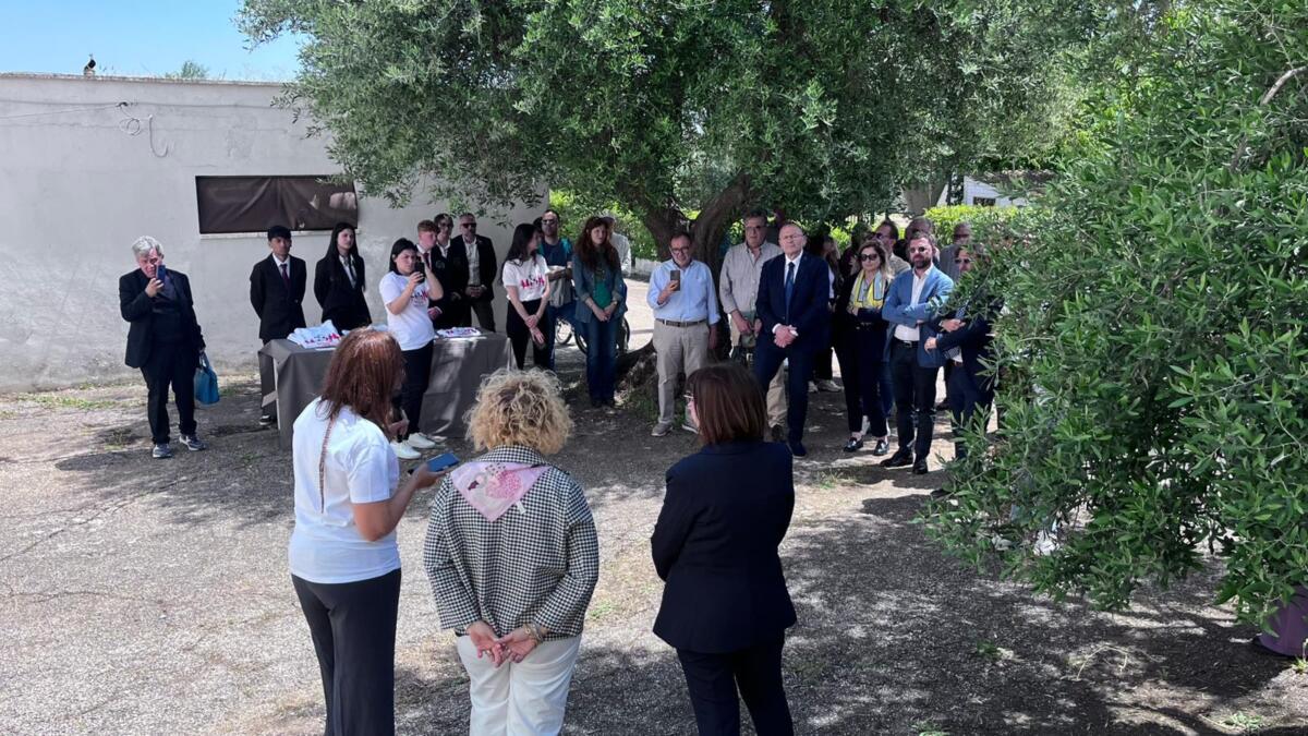 Alberobello, gli asini diventano co-terapeuti per la salute mentale – FOTO