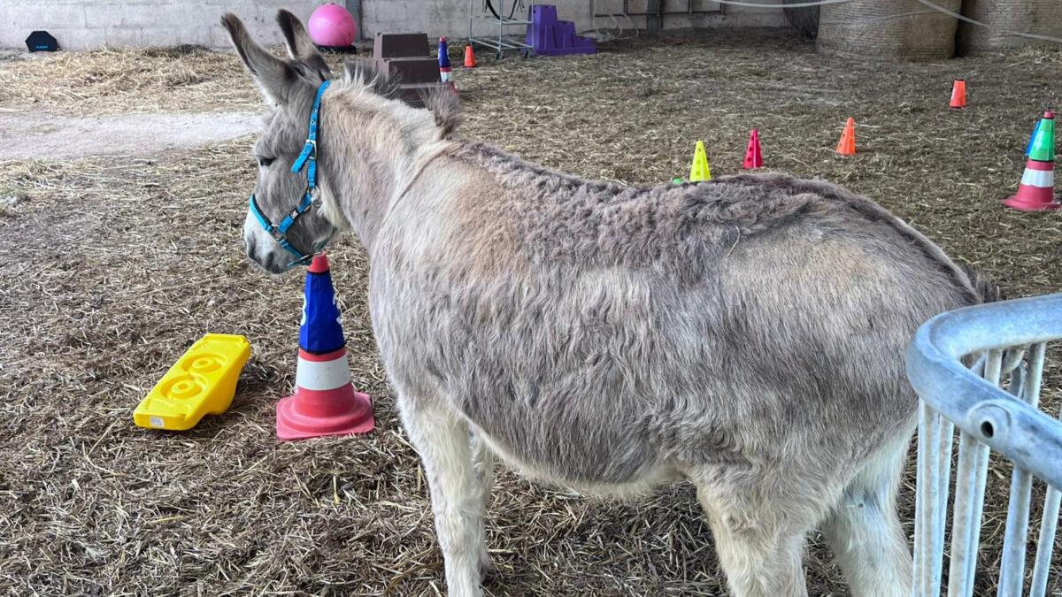 Alberobello, gli asini diventano co-terapeuti per la salute mentale – FOTO
