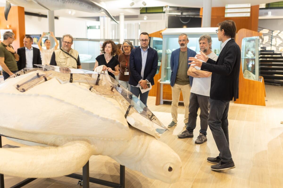Salento, torna dal passato una tartaruga di 23 milioni di anni fa: la sorpresa del MAUS – FOTO Salento, torna dal passato una tartaruga di 23 milioni di anni fa: la sorpresa del MAUS – FOTO
