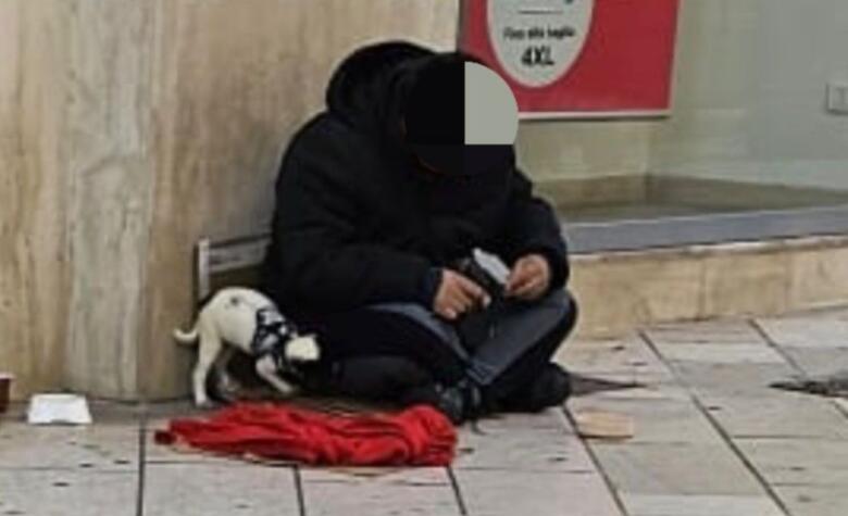accattonaggio cagnolino