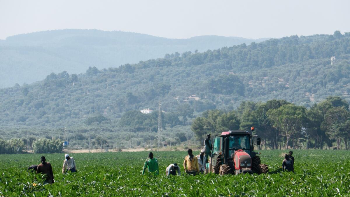 Incidente sulla Murgia, bracciante muore dopo giorni di agonia: l’ombra dello sfruttamento Incidente sulla Murgia, bracciante muore dopo giorni di agonia: l’ombra dello sfruttamento