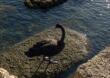 Bari, il cigno nero continua ad incantare e ad incuriosire: avvistato in diverse città della costa pugliese – VIDEO