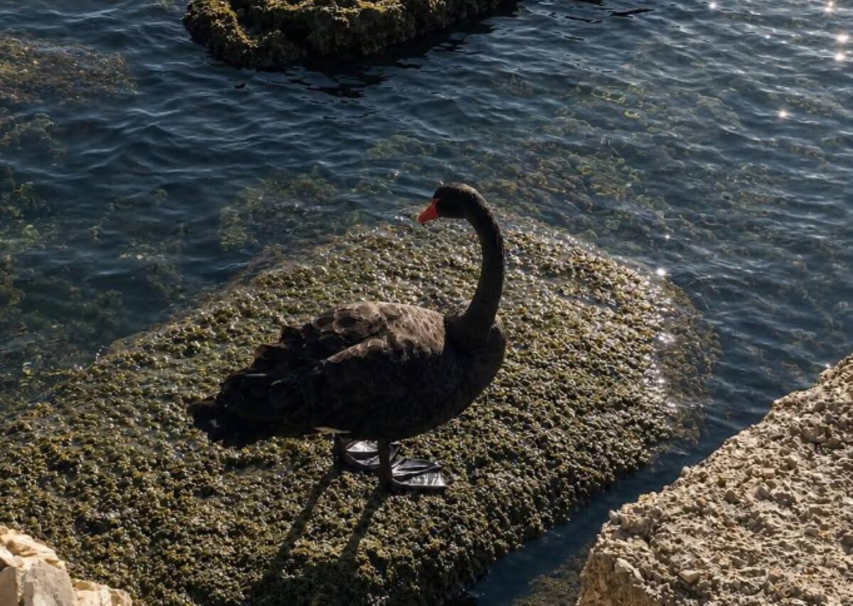 Galleria foto 'Bari, il cigno nero continua ad incantare e ad incuriosire: avvistato in diverse città della costa pugliese – VIDEO' - foto 1