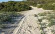 Ugento, le dune del Parco naturale trasformate in una pista: «A rischio nidi di fratino e tartarughe marine»