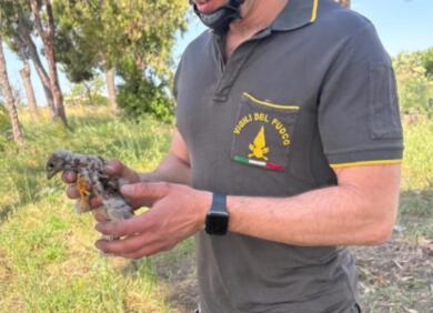 Brindisi, falchetto cade dall’albero al rione Sant’Elia: salvato e riportato nel nido dai Vigili del Fuoco