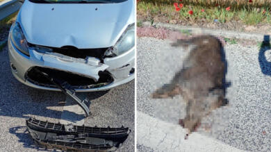 Paura sulla statale nel Foggiano, auto investe un cinghiale: una donna illesa, l’animale muore