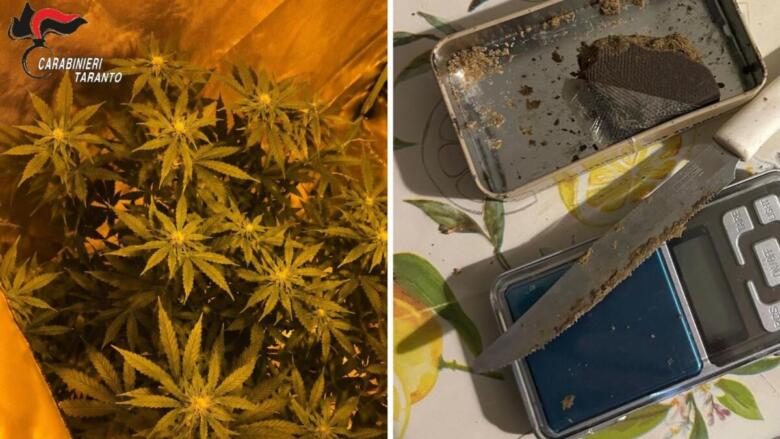 serra marijuana