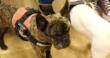 «I cani non giudicano»: successo per la pet therapy tra i detenuti fragili del carcere di Taranto