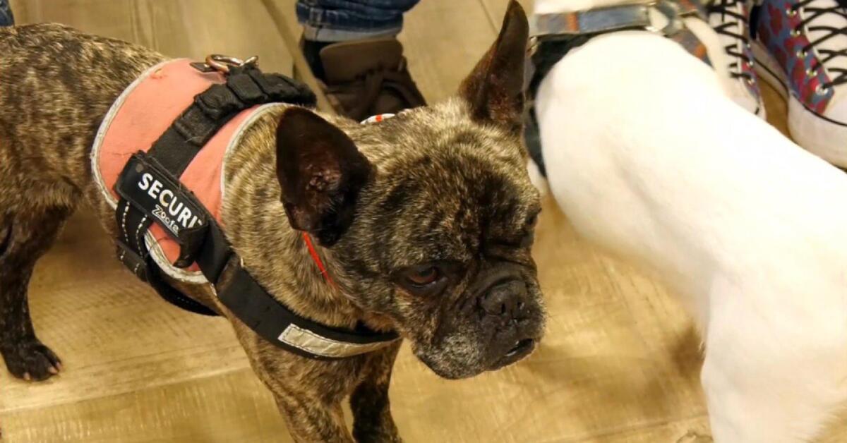 Galleria foto '«I cani non giudicano»: successo per la pet therapy tra i detenuti fragili del carcere di Taranto' - foto 1