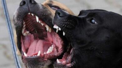 Castrignano de’ Greci, la moglie del sindaco aggredita da due cani: la donna in ospedale