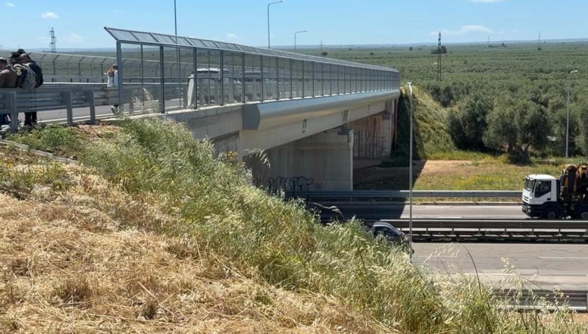 Galleria foto 'Inaugurato il nuovo ponte sulla provinciale 231 nel Barese: collegamento diretto tra entroterra e costa – VIDEO' - foto 5