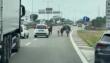 Bari, sorpresa sulla strada statale 16: nel traffico spuntano un asino e tre pony. Il video è virale – VIDEO