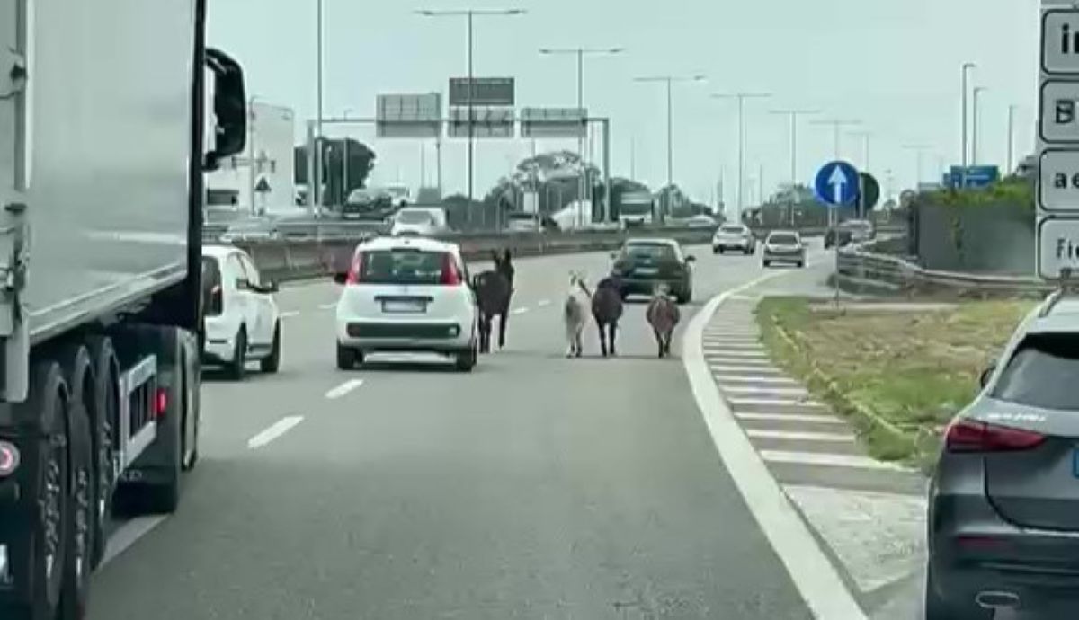 Galleria foto 'Bari, sorpresa sulla strada statale 16: nel traffico spuntano un asino e tre pony. Il video è virale – VIDEO' - foto 1