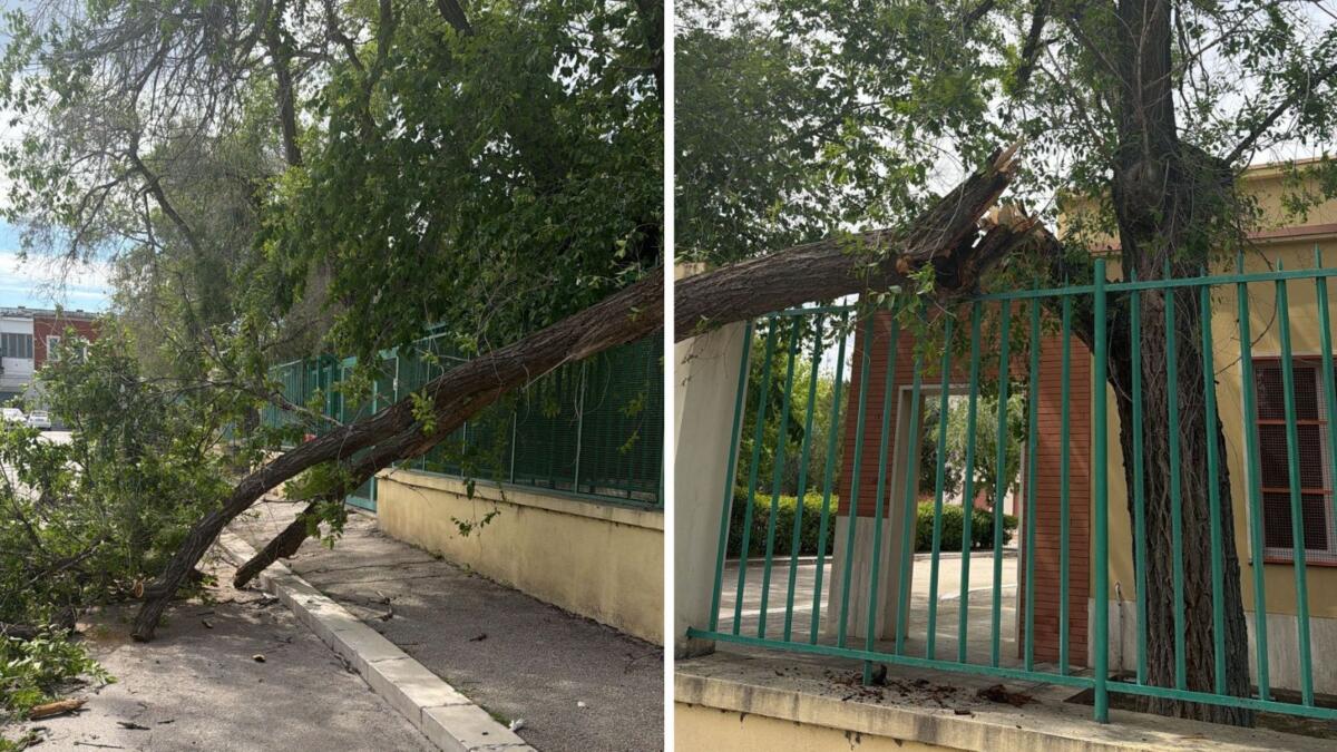 Galleria foto 'Orta Nova, paura all’esterno di una scuola: grosso ramo si spezza e colpisce un’auto. Illeso il conducente' - foto 1