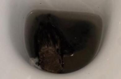 Bari, choc a scuola: «Un topo galleggia nel water». Gli studenti chiedono controlli urgenti