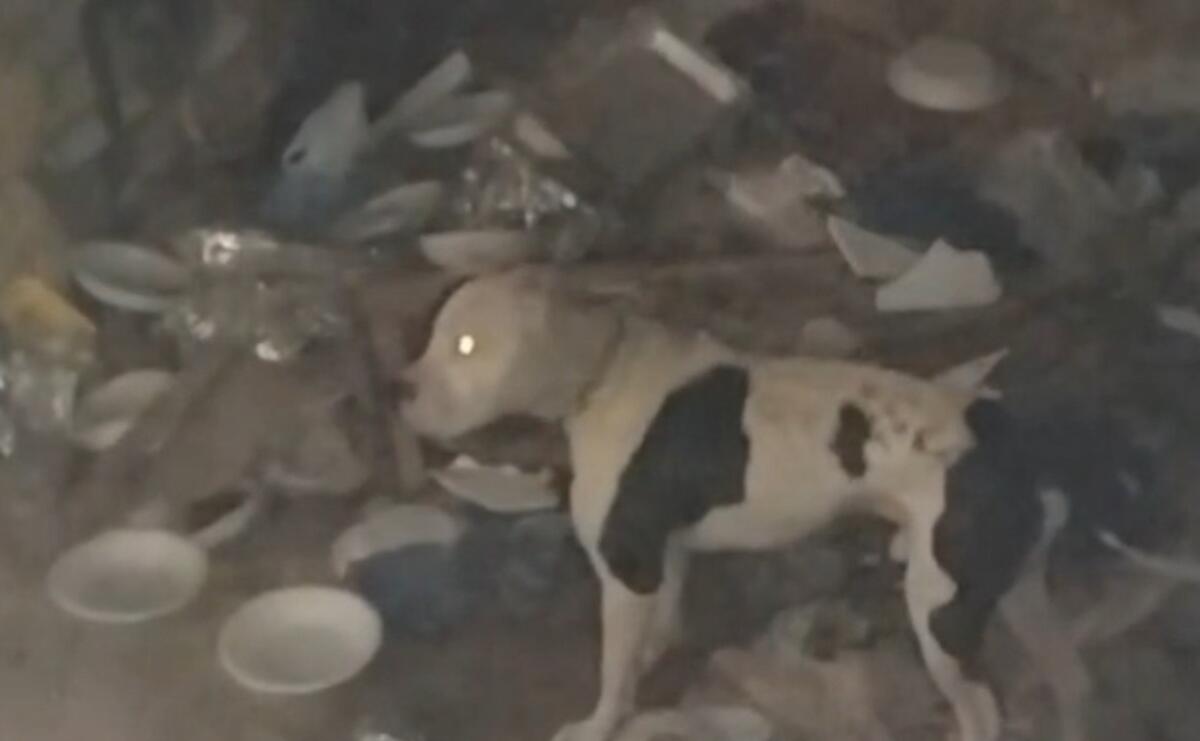 Sepolto in cantina senza acqua né cibo, Zeus salvato dai volontari: ora è ospite in un canile a Tricase