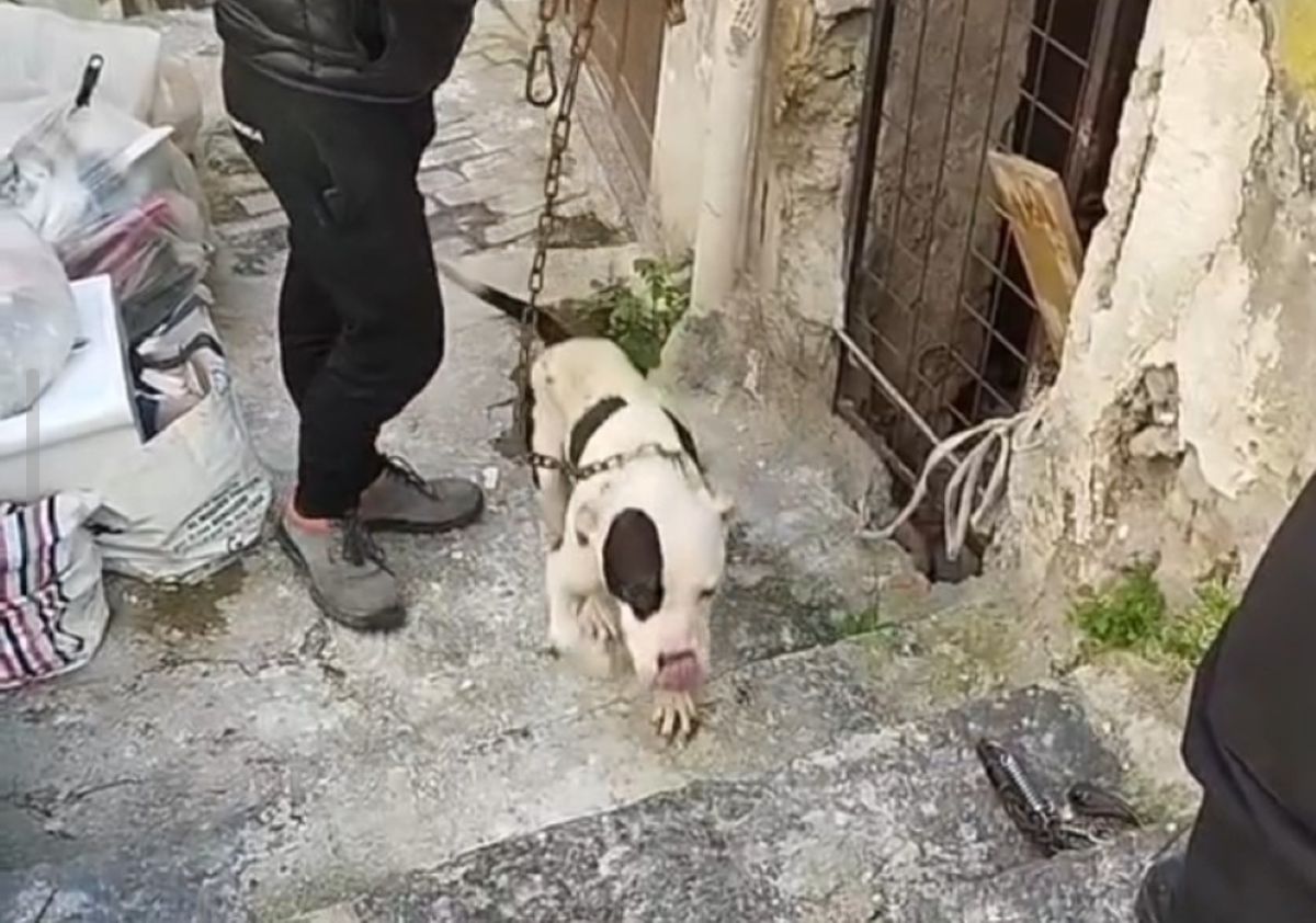 Sepolto in cantina senza acqua né cibo, Zeus salvato dai volontari: ora è ospite in un canile a Tricase