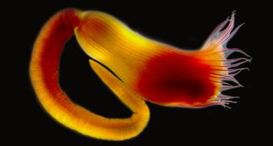 UniSalento, ricercatori scoprono una nuova specie marina e la dedicano ad Alberto Angela