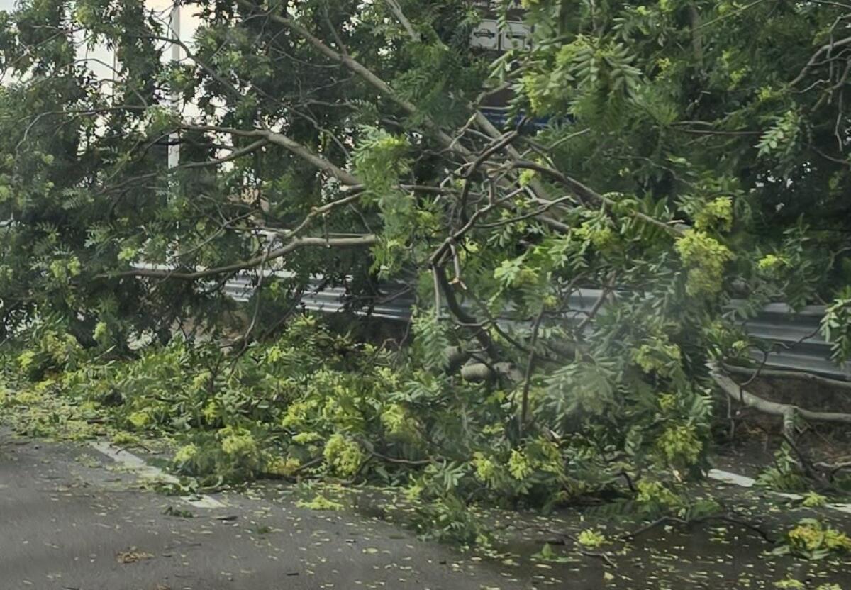 Puglia divisa in due: bomba d’acqua e alberi abbattuti a Taranto, a Bari “bollino rosso” per il caldo Puglia divisa in due: bomba d’acqua e alberi abbattuti a Taranto, a Bari “bollino rosso” per il caldo