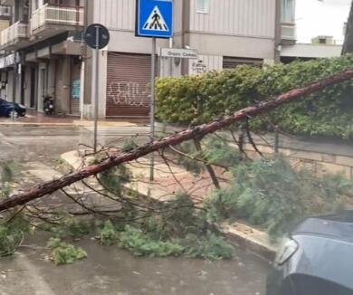 Vento e pioggia battono Bari: crolla un grosso pino in via Garrone