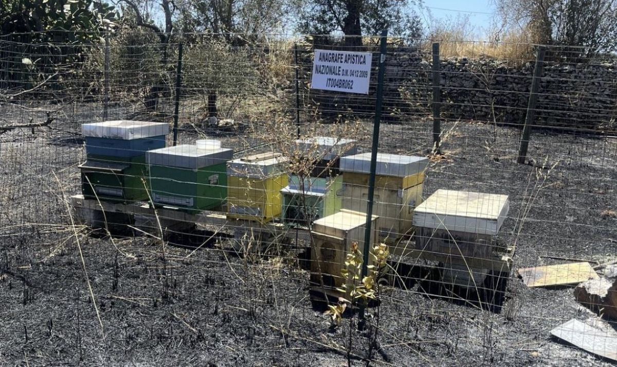Cellino San Marco, incendiato un apiario nella notte: morte circa 50mila api Cellino San Marco, incendiato un apiario nella notte: morte circa 50mila api