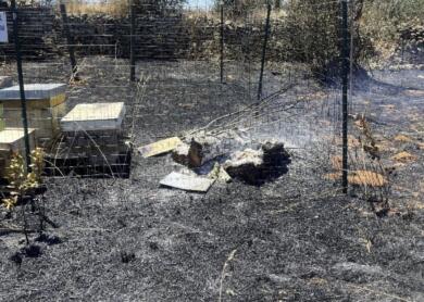 Cellino San Marco, incendiato un apiario nella notte: morte circa 50mila api