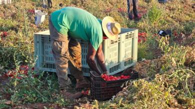 Falsi braccianti, maxi inchiesta a Nardò: 30 indagati per truffa allo Stato
