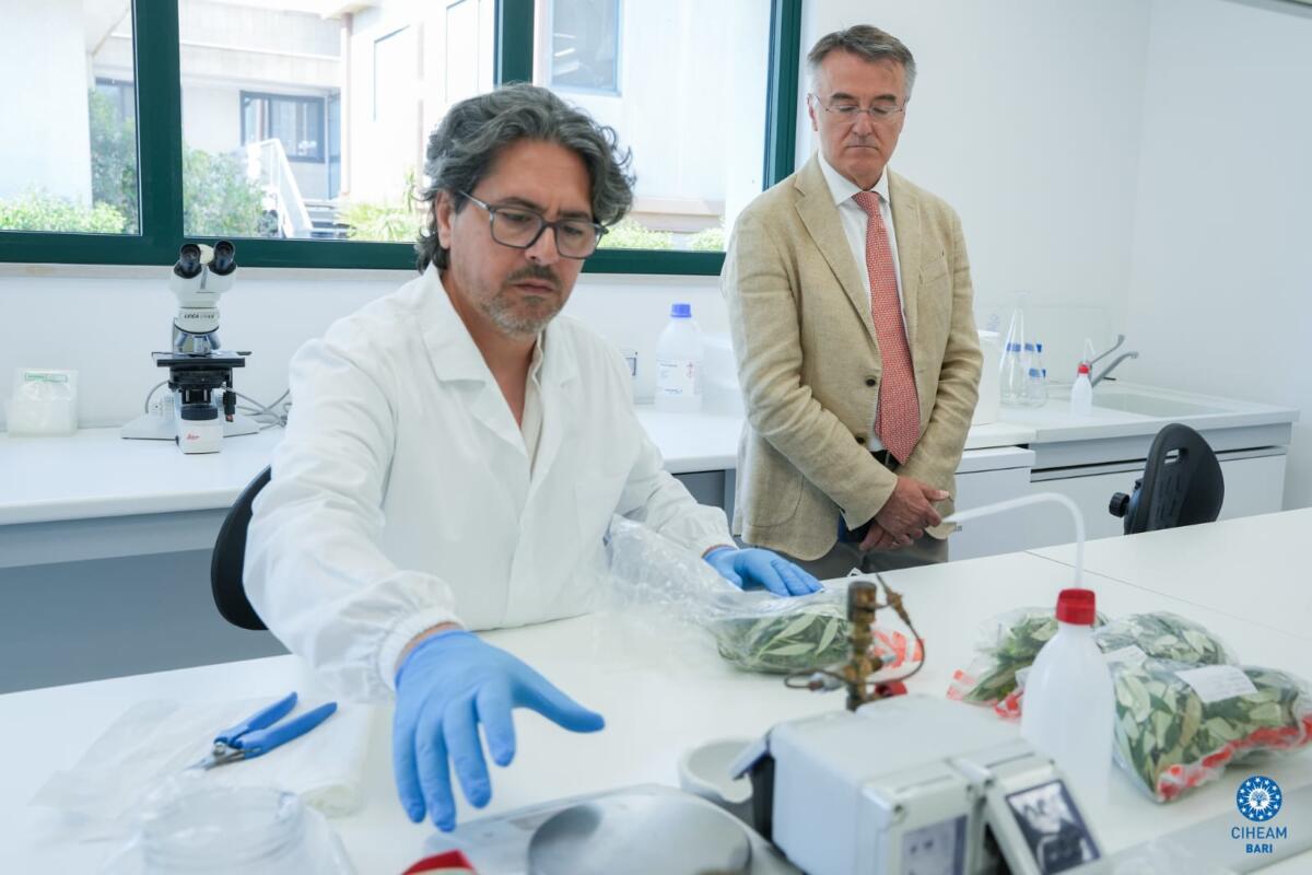 Rigenerazione olivicola, dalla Puglia un modello di prevenzione: il nuovo laboratorio del Ciheam Bari – FOTO