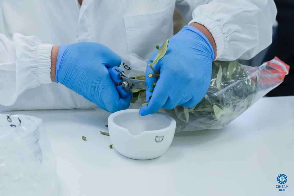 Rigenerazione olivicola, dalla Puglia un modello di prevenzione: il nuovo laboratorio del Ciheam Bari – FOTO