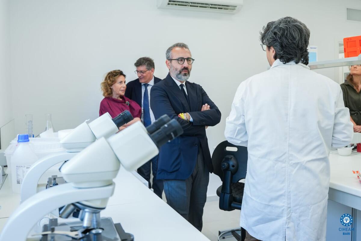 Rigenerazione olivicola, dalla Puglia un modello di prevenzione: il nuovo laboratorio del Ciheam Bari – FOTO