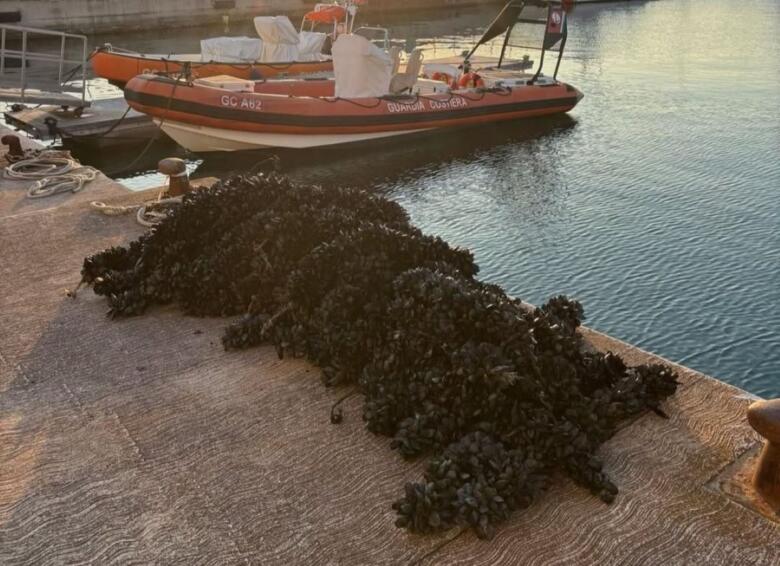 cozze