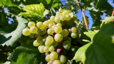La Puglia riconosce i “Vigneti storici”, 13 gli ettari tra le province di Bari, Taranto e Foggia