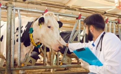 Puglia, per trenta veterinari si apre la possibilità della stabilizzazione nelle aziende sanitarie