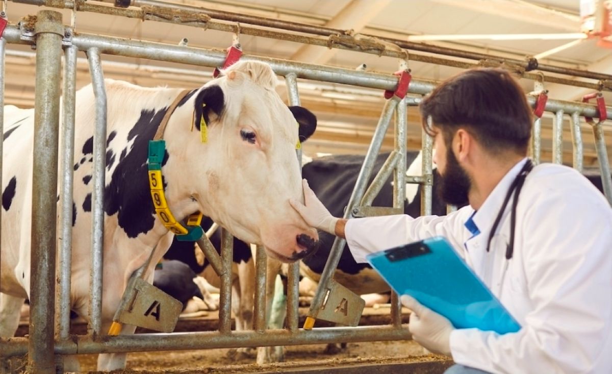 Puglia, per trenta veterinari si apre la possibilità della stabilizzazione nelle aziende sanitarie Puglia, per trenta veterinari si apre la possibilità della stabilizzazione nelle aziende sanitarie