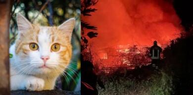 Gatti usati per innescare incendi in Calabria: l’allarme della Protezione Civile e la “taglia” degli animalisti