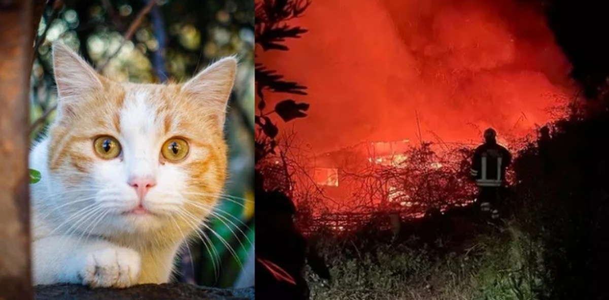 Gatti usati per innescare incendi in Calabria: l’allarme della Protezione Civile e la “taglia” degli animalisti Gatti usati per innescare incendi in Calabria: l’allarme della Protezione Civile e la “taglia” degli animalisti
