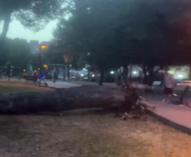 Paura a Bari per le forti raffiche di vento: alberi caduti e strada bloccata a Poggiofranco
